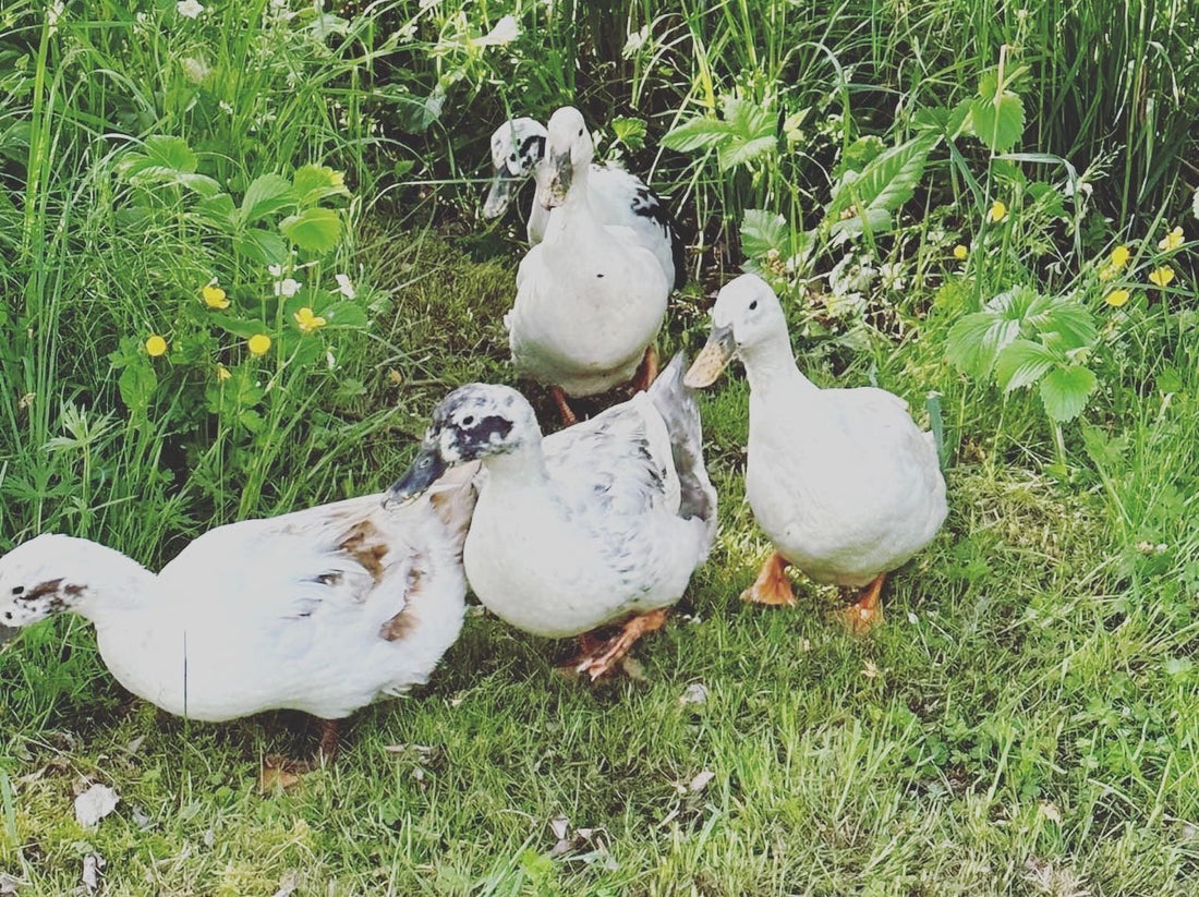 Getting All My Ducks In A Row