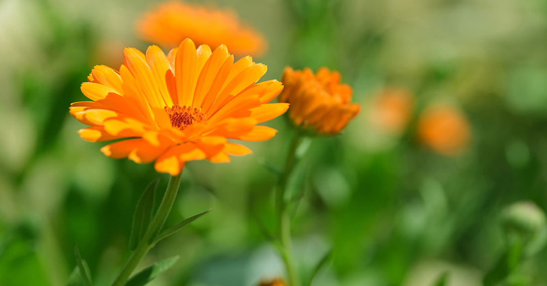 Calendula Infused Olive Oil for Overall Health