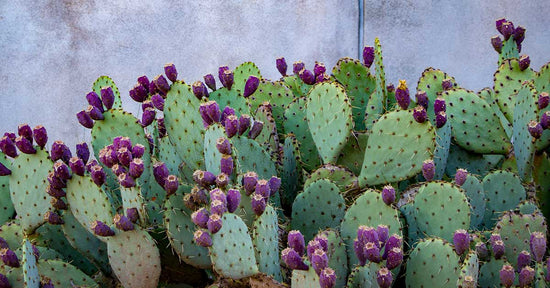 What is Prickly Pear Seed Oil