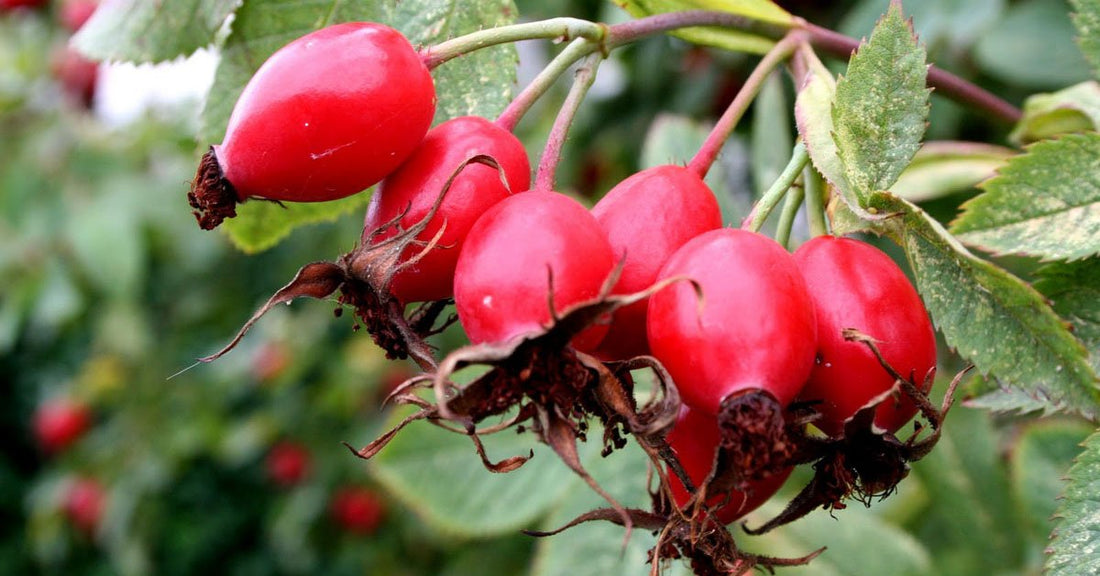 Sourcing our Organic Rosehip Oil
