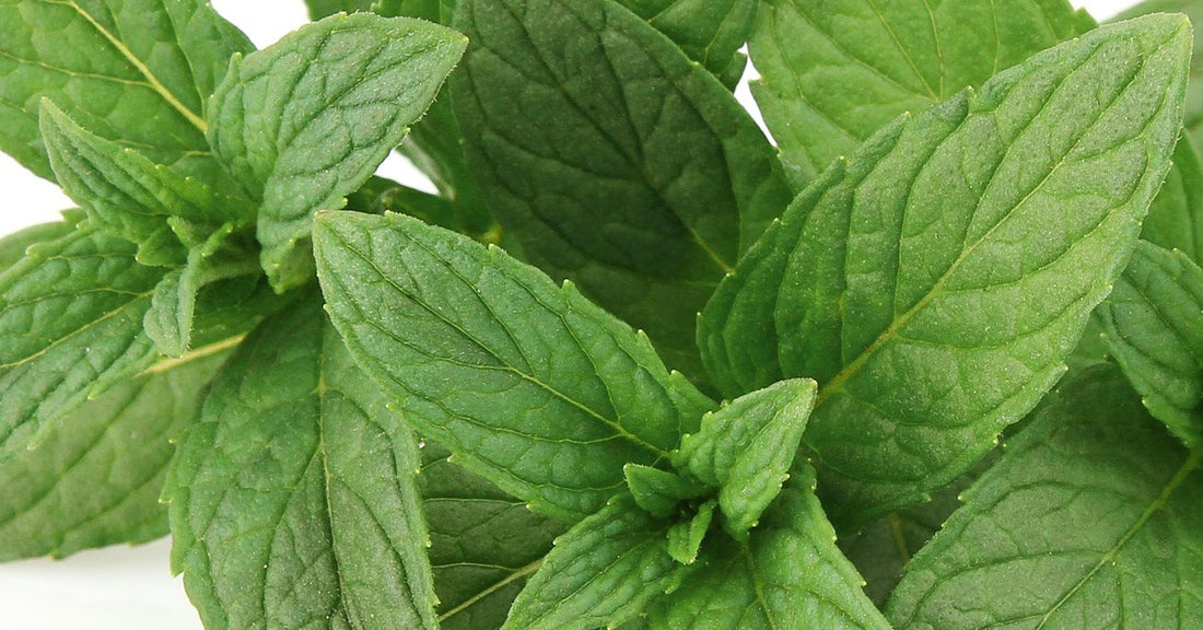 Uses and Benefits of organic Peppermint essential oil