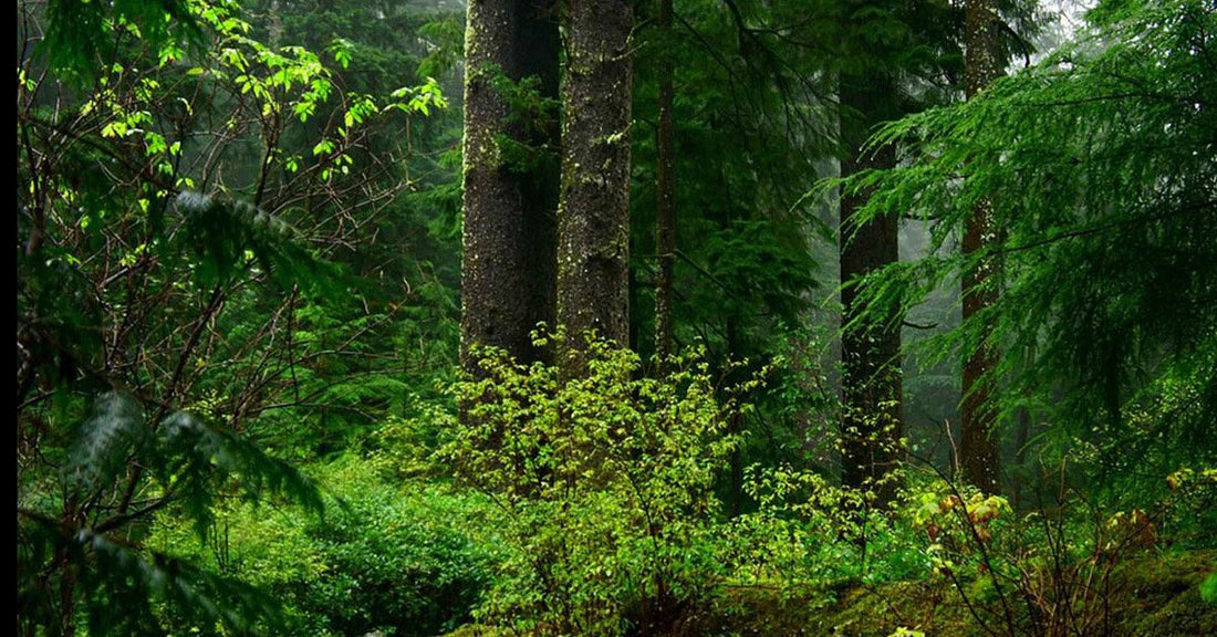 Woody Essential Oils: a forest of healing benefits