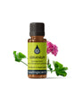Geranium Essential Oil Certified Organic (Rose Geranium) Essential Oil Healingscents   