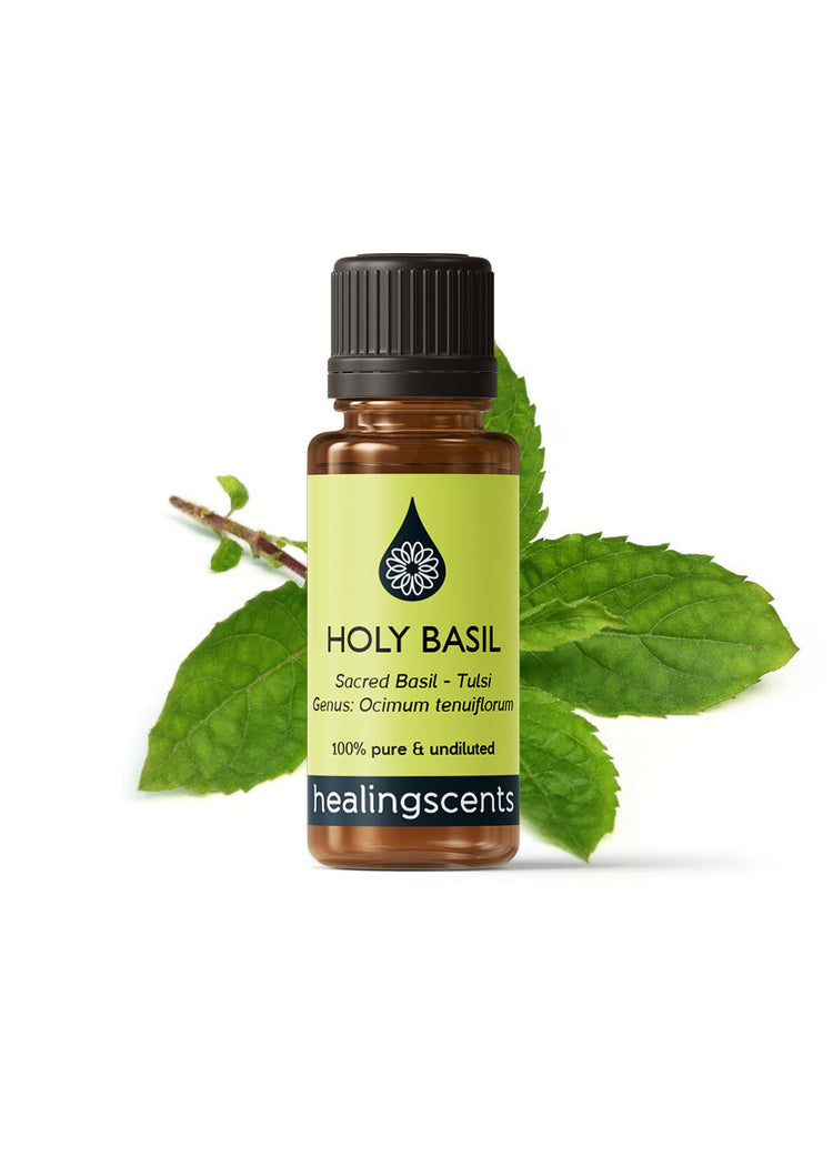 Basil Holy Essential Oil Essential Oil Healingscents   