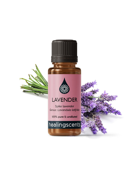 Lavender Spike Essential Oil Essential Oil Healingscents   