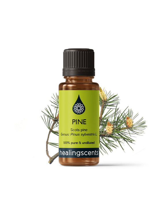 Pine Scots Essential Oil Essential Oil Healingscents   