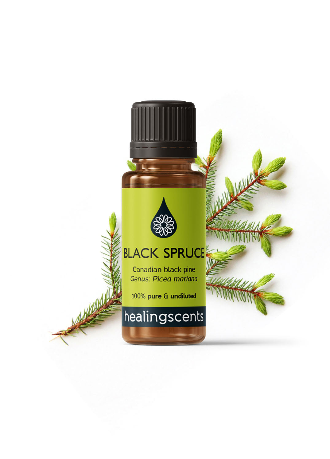 Black Spruce Certified Organic Essential Oil Essential Oils Healingscents   