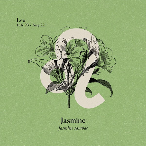 Jasmine Absolute Absolute Healingscents   